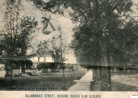 Allamakee St. Before Dutch Elm Disease