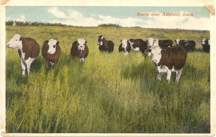 Scene Near Atlantic, Iowa with Cows