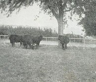Herd of C. C. & E. S. Turner, Powesheik Twp
