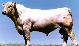Charolis Bull.jpg