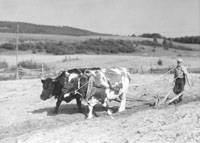 plowing with oxen