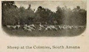 Sheep at the Colonies, South Amana