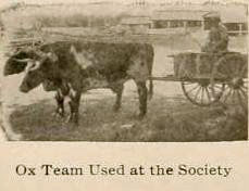 Ox Team Used at the Society, Amana, Iowa