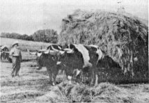 Farm Scene oxen pulling wagon of hay